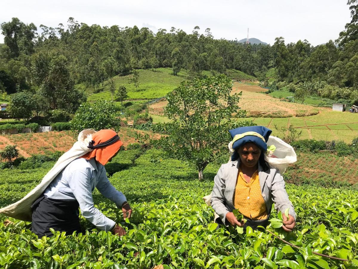 Stafford Bungalow Nuwara Eliya Zewnętrze zdjęcie